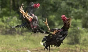 Đá Gà GA28 Tại M8Win