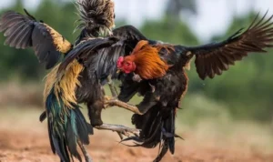 Đá Gà WS168 Tại M8Win