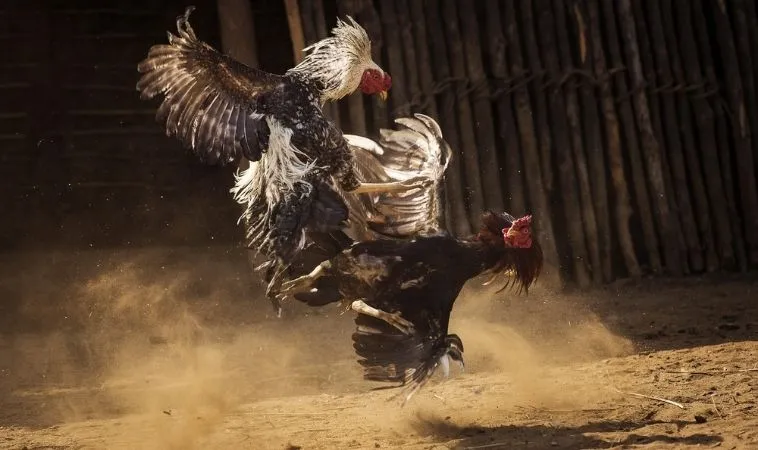 Đá Gà Sabong Tại M8Win